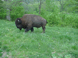 buff2.gif